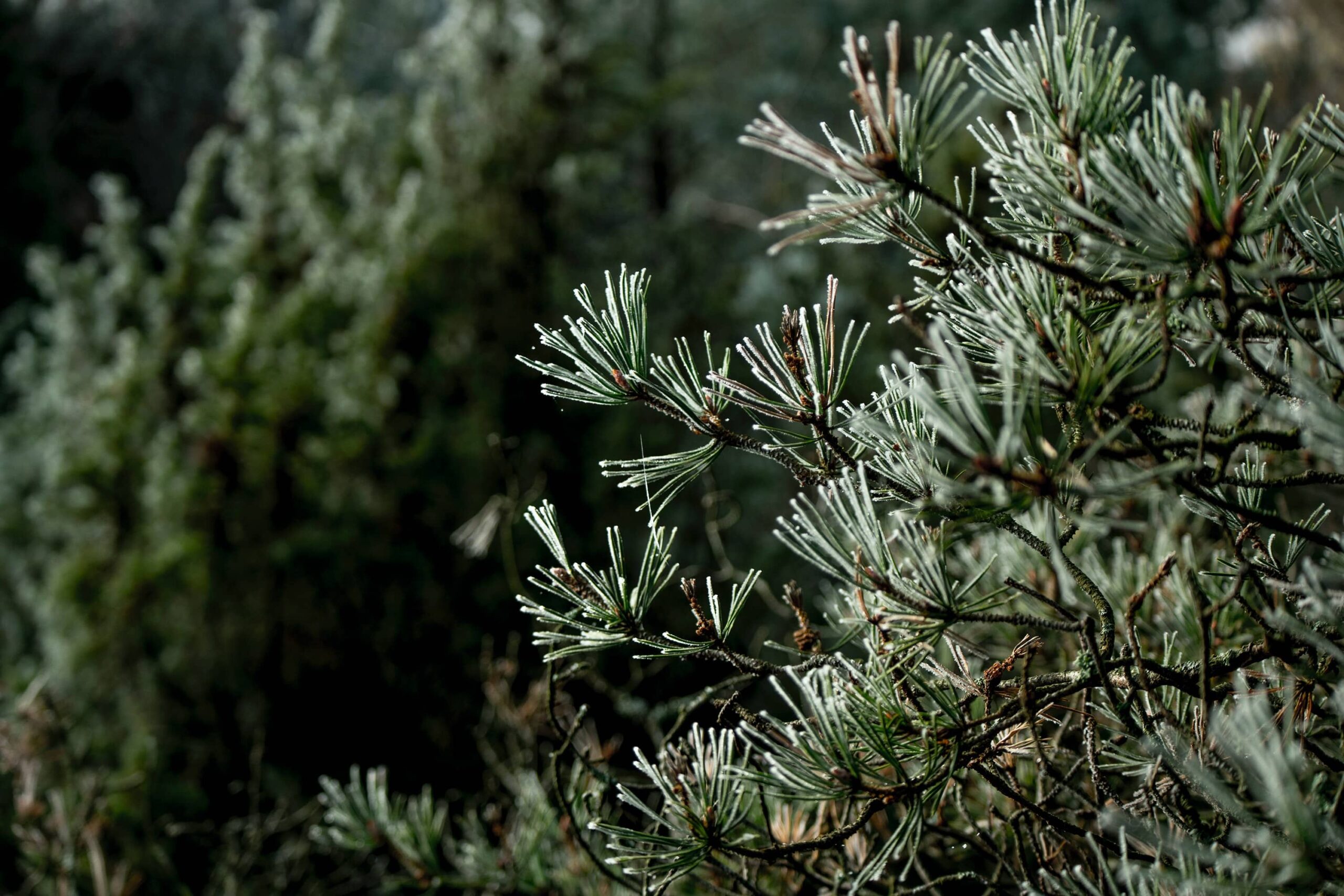 Pioneers in Sustainable Nordic Credit